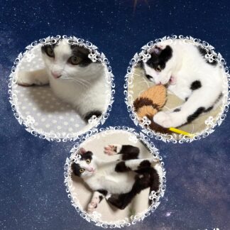 S01-004【魂に響く言霊CAT待受】