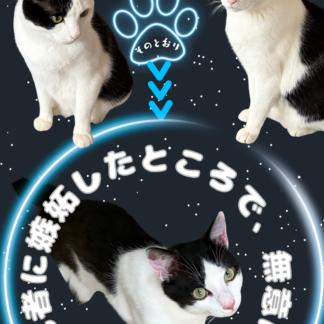 S01-022【魂に響く言霊CAT待受】