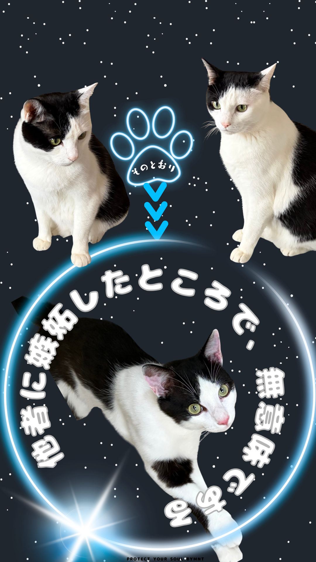 S01-022【魂に響く言霊CAT待受】