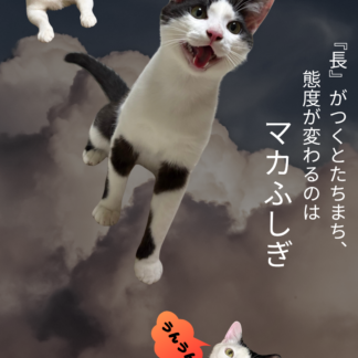 S01-026【魂に響く言霊CAT待受】