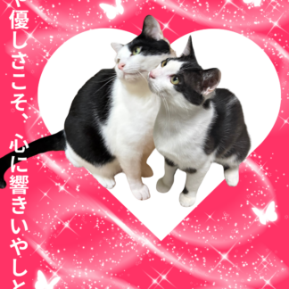 S01-037【魂に響く言霊CAT待受】