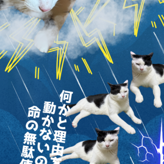 S01-051【魂に響く言霊CAT待受】